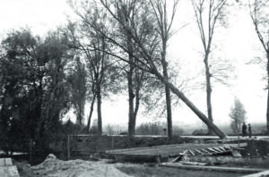 Abattage de platanes bordant la route près du moulin (26.04.1952).